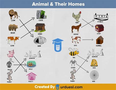 Homes of Animals with Names and Pictures - Download pdf