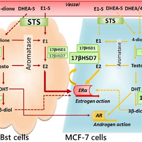 Schematic Presentation Of The Synthesis Of Sex Steroids By Specific