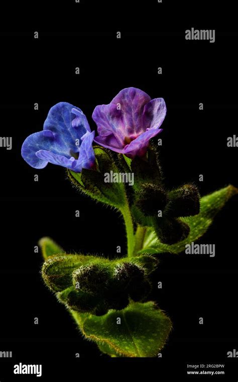 Dark Lungwort Hi Res Stock Photography And Images Alamy