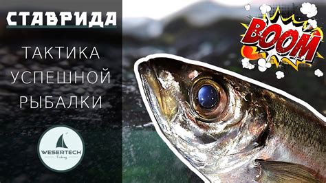 Рыбалка на ставриду. Ставрида на самодур. Ставрида как ловить. Снасть ...