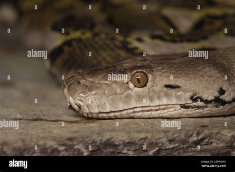 Python Potrait At Zoo Stock Photo Alamy