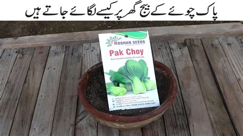 How To Grow Bok Choy Pak Choi In Pot At Home Bok Choy Grows Very Fast Youtube