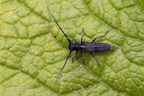 Phytoecia