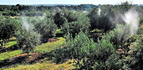 Croatian Olive Grower Innovates To Overcome Drought Pests Olive Oil