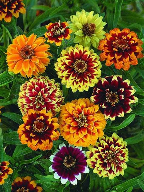 Zinnia Orient Mix Open Pollinated Seeds Non Gmo For Planting Etsy