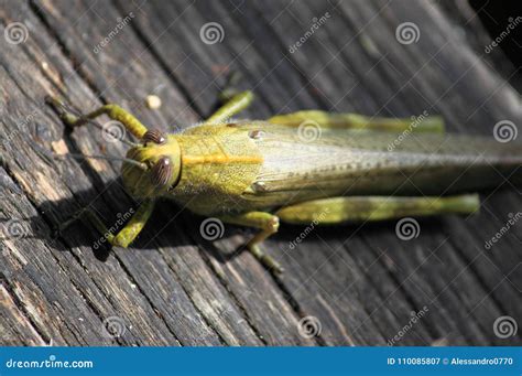 Veenmol stock afbeelding. Image of vloer, installatie - 110085807