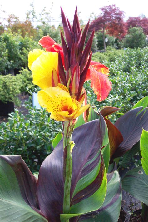 How to grow canna lilies – Artofit