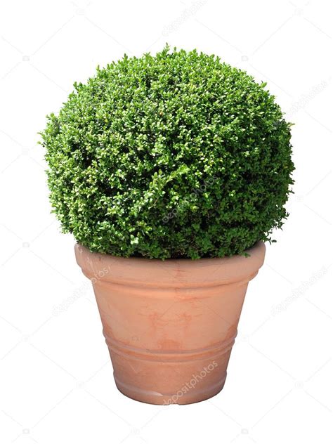 Box plant — Stock Photo © numismarty #11910315
