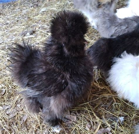 Silkie Chicken Fertile Hatching Eggs Mixed Colors Ebay