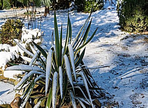 Quand Planter Un Yucca En Pleine Terre Lyc E Marc Bloch De S Rignan