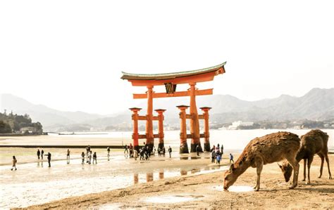 【宮島の鹿は奈良とどう違う？】知られざる”海の鹿”の秘密7選 歷 | 宮島瀬戸めぐり旅 YOU-Be HANAIKADA