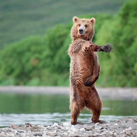 "dancing" Meme Templates - Imgflip