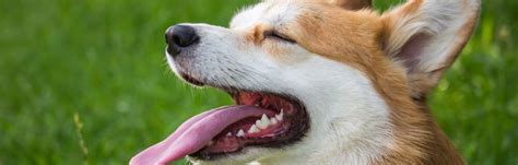 Tooth Root Abscesses In Dogs Causes And Treatments Firstvet