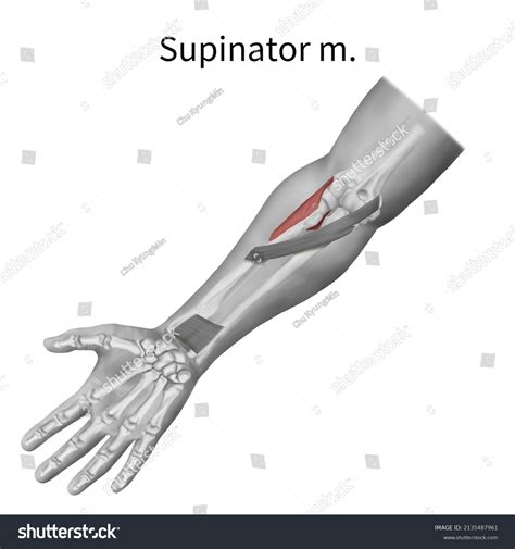 3d Medical Illustration Explain Supinator Muscle Stock Illustration