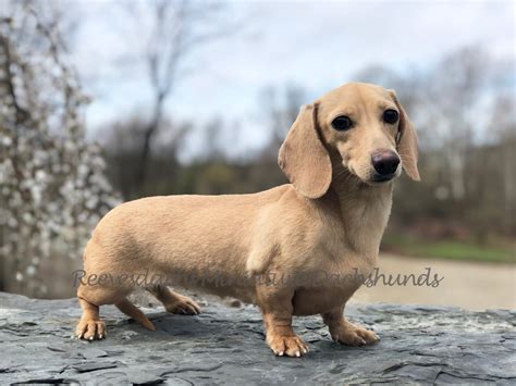 Cream Dachshund Smooth Atelier Yuwaciaojp