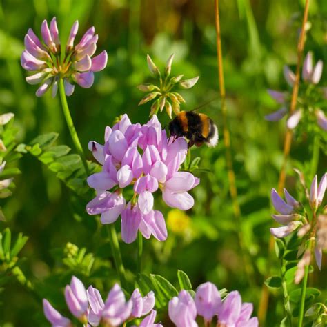 Crown Vetch Seeds For Erosion Control or Ground Cover Erosion Control