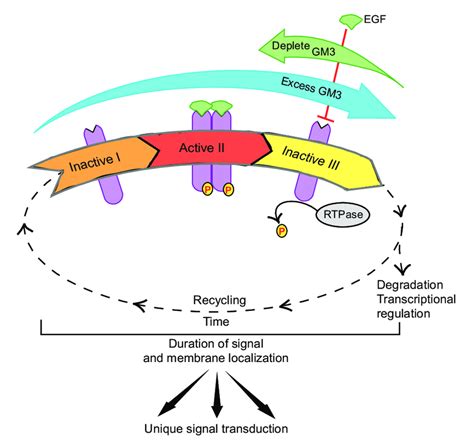 Ganglioside Modulation Of Growth Factor Receptor Mobility And