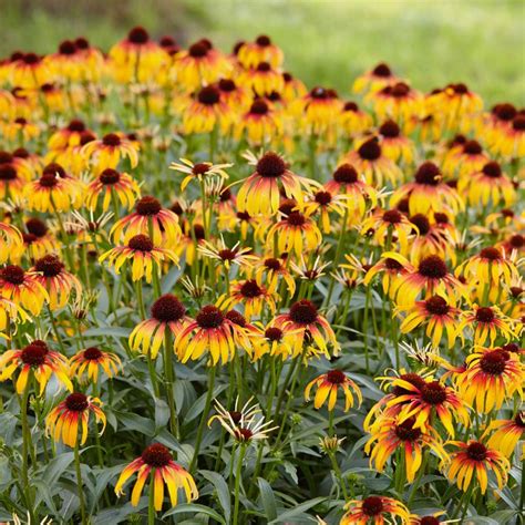 Fiery Meadow Mama® Coneflower Plant Addicts
