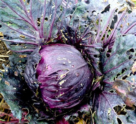 I'm not eating that! Two red cabbage recipes that may change your ...