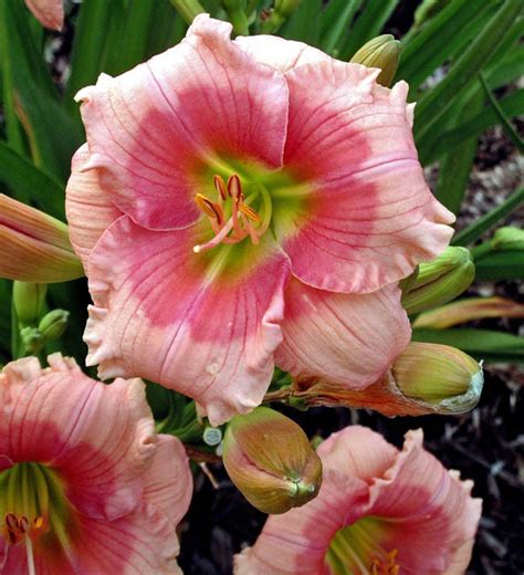 Hemerocallis Janice Brown Reblooming Daylily