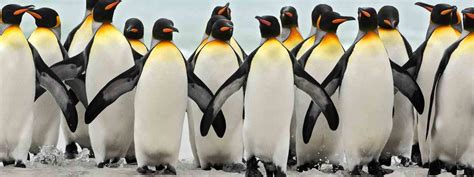 The best places to see penguins in the wild | Penguins, Penguin life