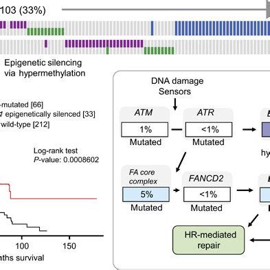 Role of BRCA2 in DNA DSB repair by HR Diagram courtesy of Gaël Millot