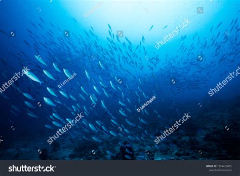 6,922 Marine resources Images, Stock Photos & Vectors | Shutterstock