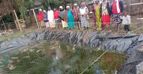 Farmers Invest In Sustainable Profitable Fish Farming Kenya News Agency