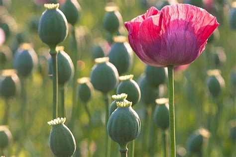 hoa anh tuc tu dien duoc lieu cay thuoc