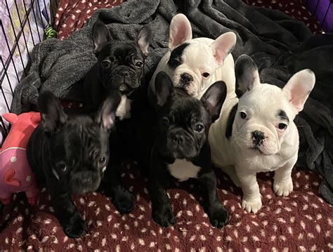 Why you should be cautious of French bulldog puppies for sale $200 21