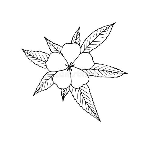 Damiana Turnera Diffusa Hand Drawn Sketch Stock Vector Illustration