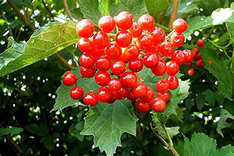 ДИСТАНЦІЙНЕ НАВЧАННЯ — Тиждень 6