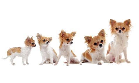 Chihuahua Growth And Weight Charts 2025 Owners Guide