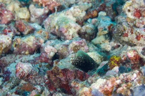 The White Spotted Wrasse Juvenile Whats That Fish