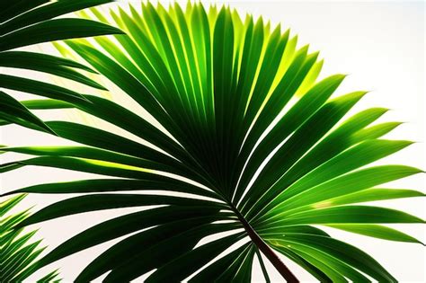 Premium Ai Image Green Leaves Of Lady Palm Or Bamboo Palm Rhapis