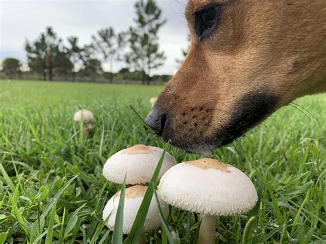 Can Dogs Eat Mushrooms? Full Guide on Safe & Poisonous Varieties