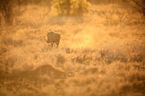How Fast Can a Warthog Run? Top Speed & Other Interesting Facts