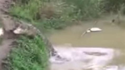 Ngeri Kemunculan Buaya Di Sungai Gagal Memangsa Youtube