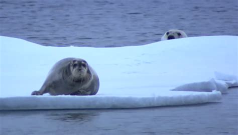 Захватывающее видео: полярный медведь охотится на морского котика