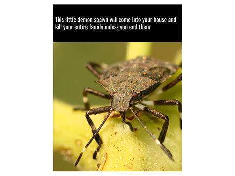 Meme Rfuckstinkbugs