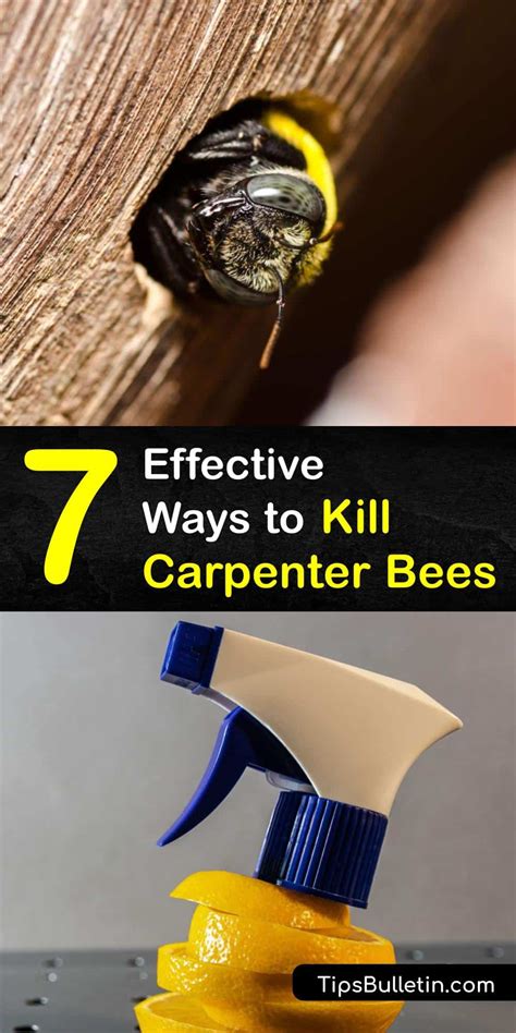 How To Get Rid Of Carpenter Bees In A Log Home At Elizabeth Mumaw Blog