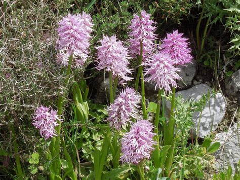 Naked Man Orchid Orchis Italica Crete Spring Kathy Gay Greenwings Wildlife Holidays