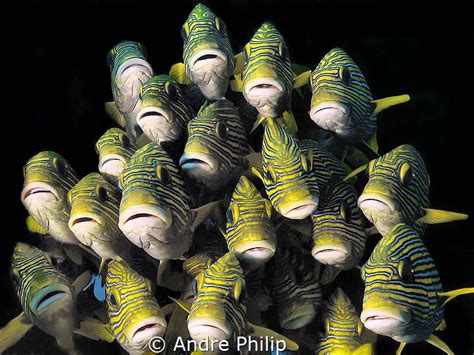 Weekly Underwater Hot Shot Week 25 By Andre Philip UnderwaterPhotography Blog