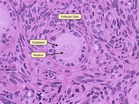 primary follicle science notes medical science histology