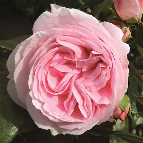 Rosa Pedir rosales árbol de rosas inglés rosal de pie alto