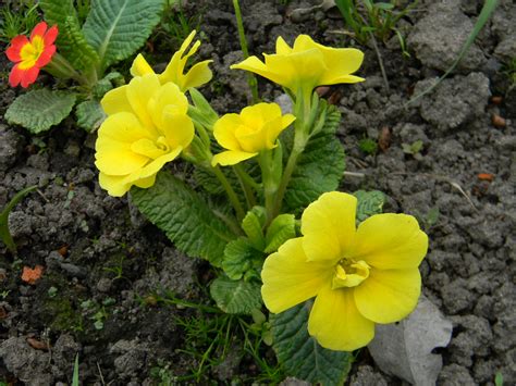 Вечерняя примула лечебные свойства: Полезные свойства и правила ...