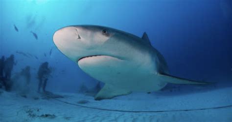 BULL SHARK DIVING MEXICO — Go Dive Mexico