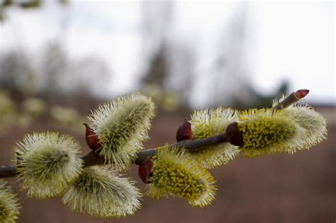 Premium Photo Pussy Willow Branches Background Closeup Spring Easter Pussy Willow Branches