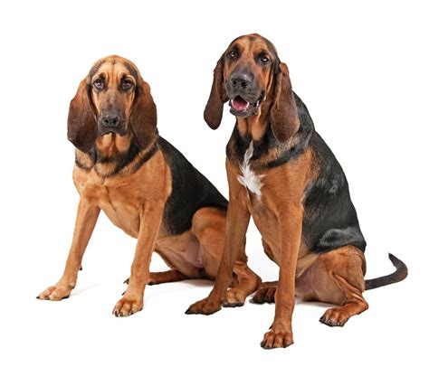 Bloodhound Sabueso De San Huberto Razas Perros