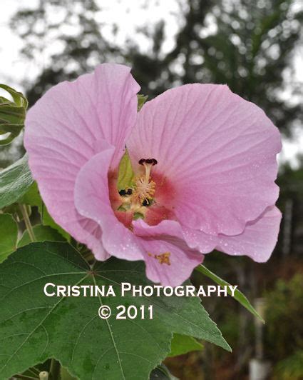 Flowers Of Panama